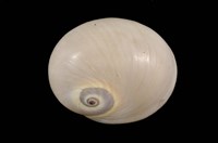 藏品(大玉螺)的圖片